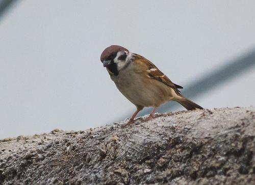 Feldsperling (Weibchen)