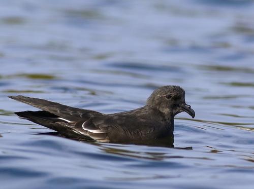 Wellenläufer