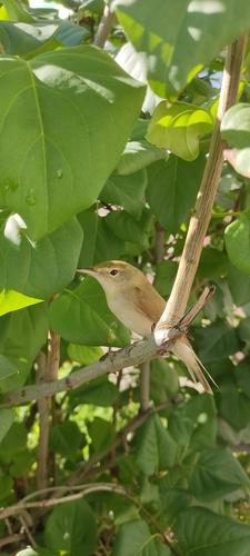 Buschrohrsänger (Jungvogel)