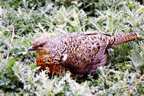 Auerhuhn