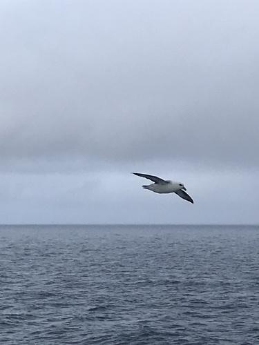 Eissturmvogel
