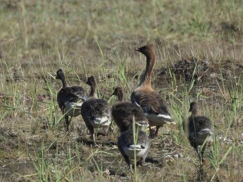 Kurzschnabelgans (Jungvogel)
