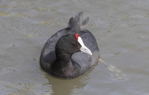 Kammbläßhuhn