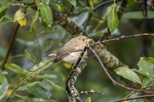Zwergschnäpper (Jungvogel)