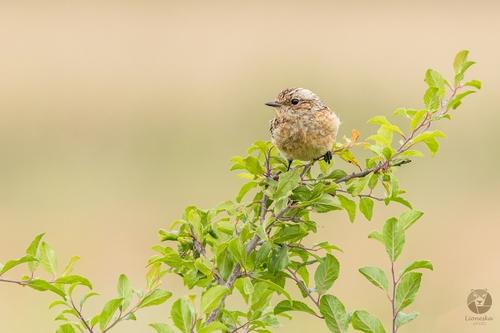 Schwarzkehlchen (Jungvogel)