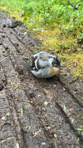 Bergfink (Jungvogel)