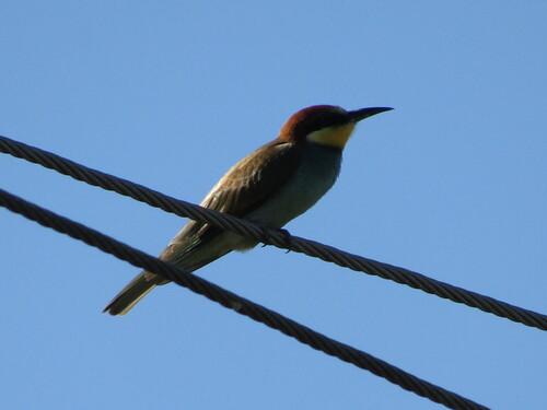 Bienenfresser (Jungvogel)