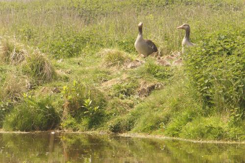 Graugans (Jungvogel)
