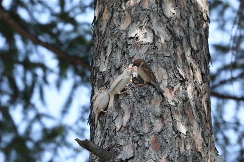 Feldsperling (Jungvogel)
