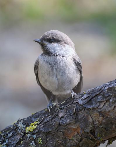 Lapplandmeise (Jungvogel)