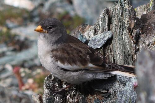 Schneesperling (Jungvogel)