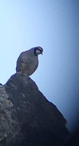 Steinhuhn
