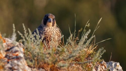 Wanderfalke (Jungvogel)