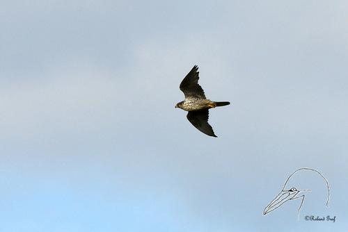 Gerfalke