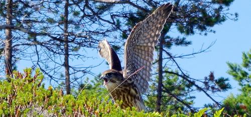 Merlin (Jungvogel)