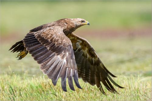 Schreiadler