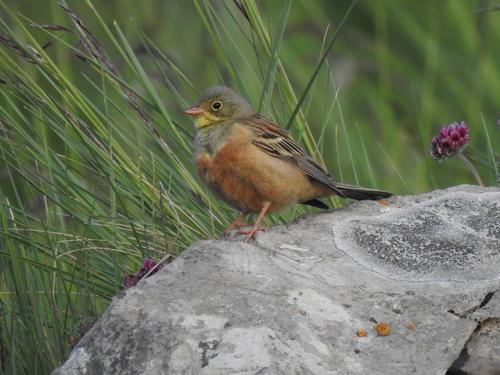 Ortolan