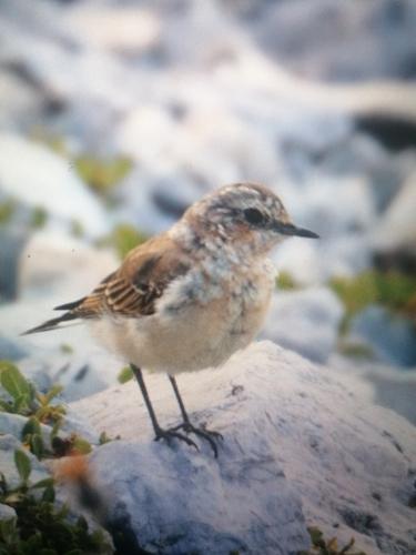 Steinschmätzer (Jungvogel)