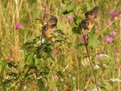 Braunkehlchen (Jungvogel)