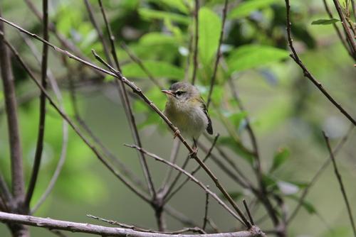 Madeiragoldhähnchen (Jungvogel)