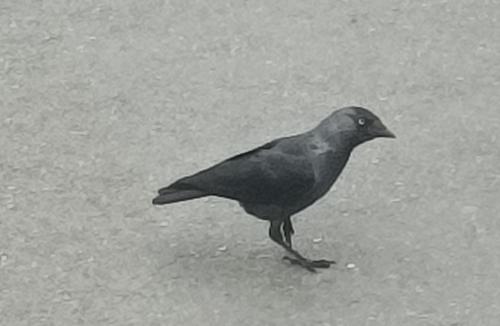 Dohle (Männchen)