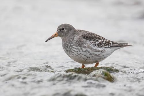 Meerstrandläufer (Jungvogel)