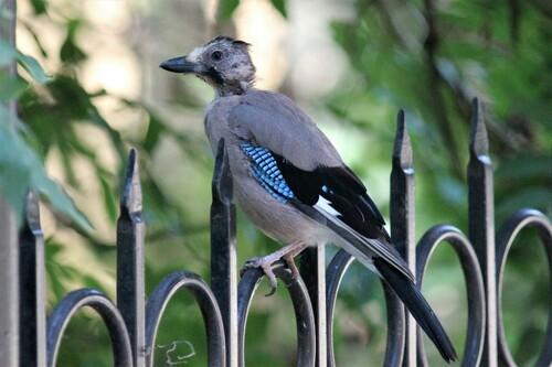 Eichelhäher (Jungvogel)