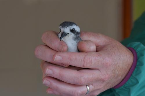 Weißgesicht-Sturmschwalbe (Jungvogel)