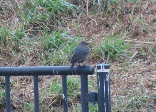 Blaumerle (Jungvogel)