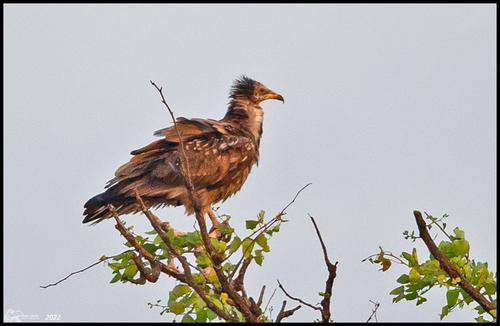 Schmutzgeier (Jungvogel)