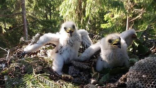 Wespenbussard (Jungvogel)