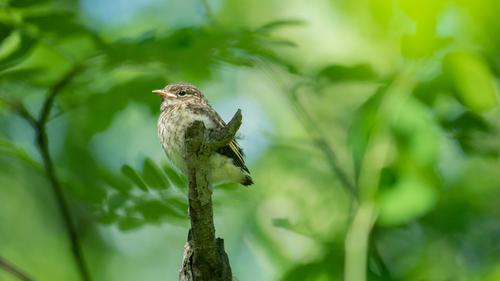 Trauerschnäpper (Jungvogel)