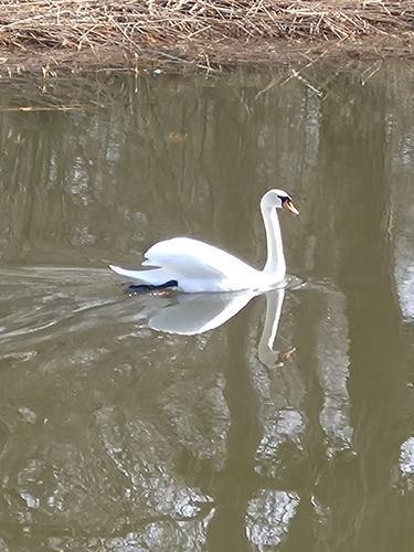 Höckerschwan
