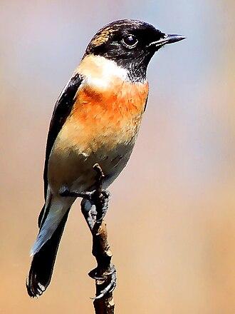 Pallasschwarzkehlchen