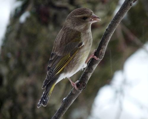 Grünfink (Jungvogel)