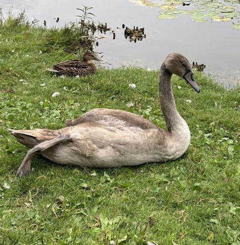 Höckerschwan (Jungvogel)