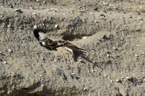 Uferschwalbe (Jungvogel)