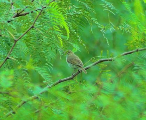 Buschspötter (Jungvogel)