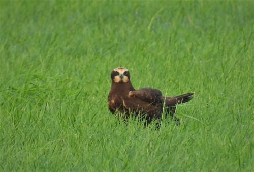 Rohrweihe (Jungvogel)