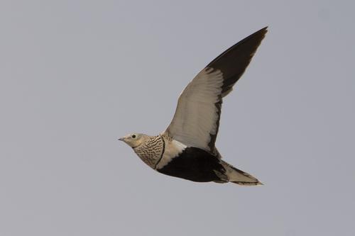 Sandflughuhn