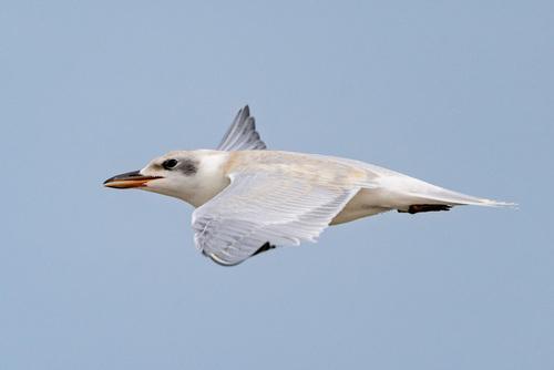 Lachseeschwalbe (Jungvogel)
