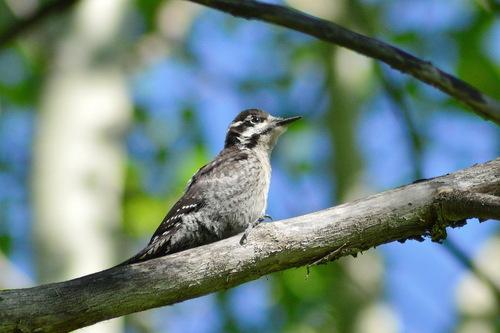 Dreizehenspecht (Jungvogel)