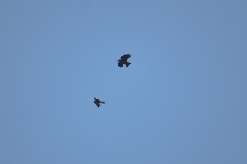 Baumfalke