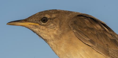 Rohrschwirl (Jungvogel)
