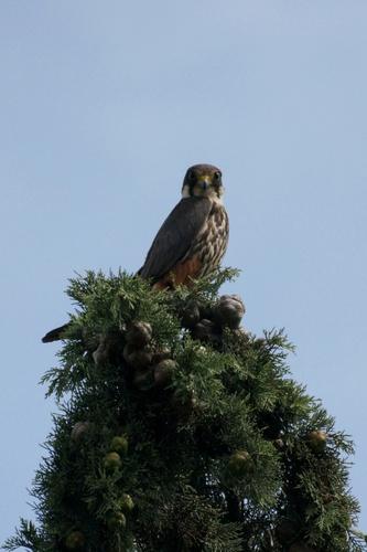 Baumfalke