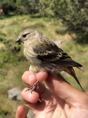 Zitronenzeisig (Jungvogel)