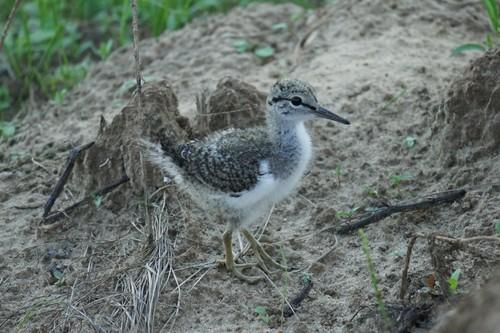 Flußuferläufer (Jungvogel)