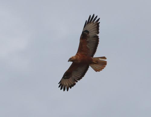 Adlerbussard