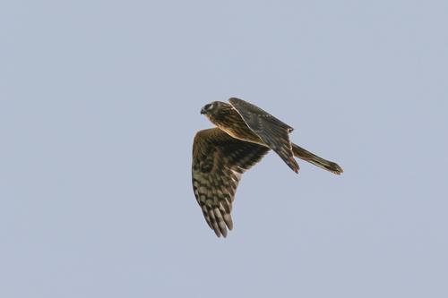 Kornweihe (Jungvogel)