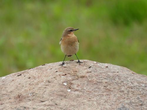 Steinschmätzer (Jungvogel)